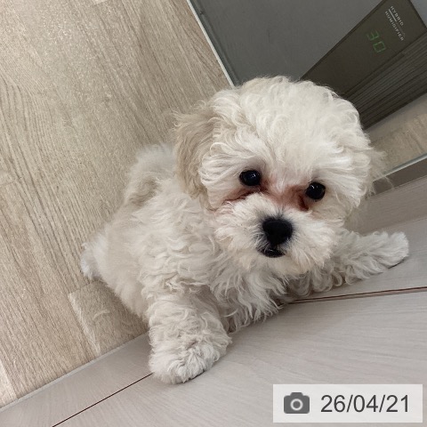 宮城県のトイプードル(トイ) (ペットプラス 仙台上杉店/2026年2月8日生まれ/男の子/クリーム)の子犬の3枚目の画像