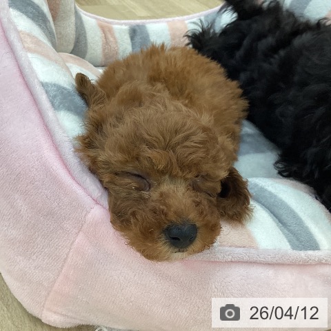 トイ・プードルの写真