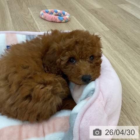 群馬県のトイプードル(トイ) (ペットプラス 前橋店/2026年2月7日生まれ/女の子/レッド)の子犬の4枚目の画像