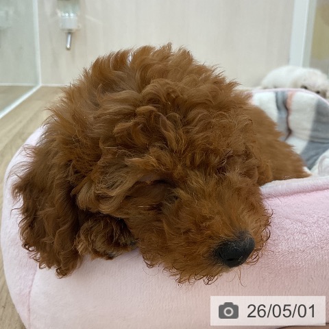 群馬県のトイプードル(トイ) (ペットプラス 前橋店/2026年2月7日生まれ/女の子/レッド)の子犬の3枚目の画像