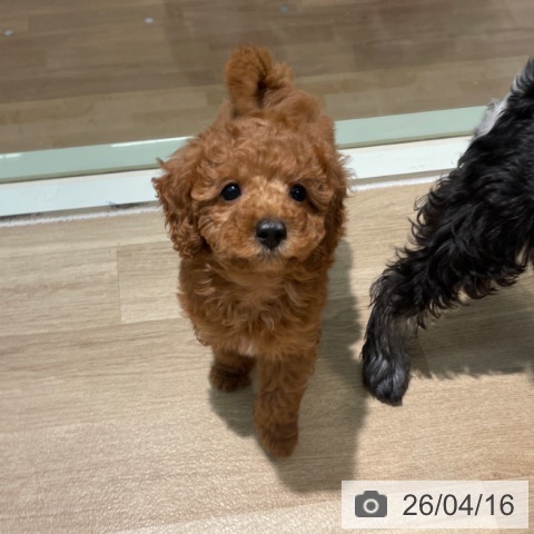 東京都のトイプードル(トイ) (ペットプラス 東久留米店/2026年2月7日生まれ/女の子/レッド)の子犬の4枚目の画像