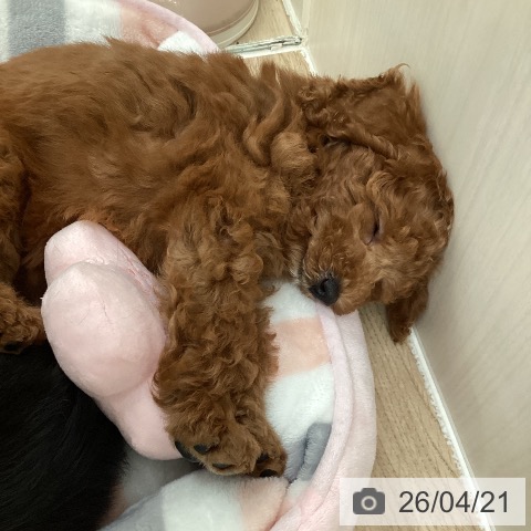 埼玉県のトイプードル(トイ) (ペットプラス 所沢店/2026年2月7日生まれ/女の子/レッド)の子犬の4枚目の画像