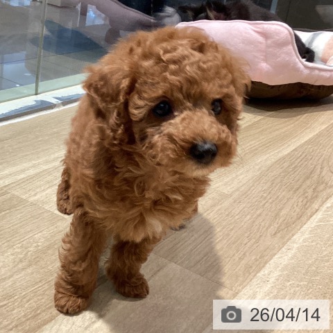 トイ・プードルの写真