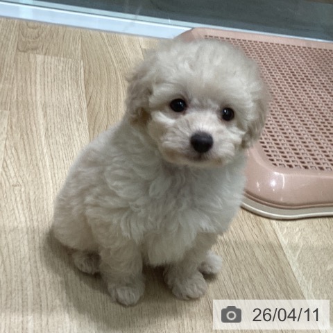 東京都のトイプードル(トイ) (ペットプラス 立川高島屋S.C.店/2026年2月5日生まれ/女の子/クリーム)の子犬の3枚目の画像