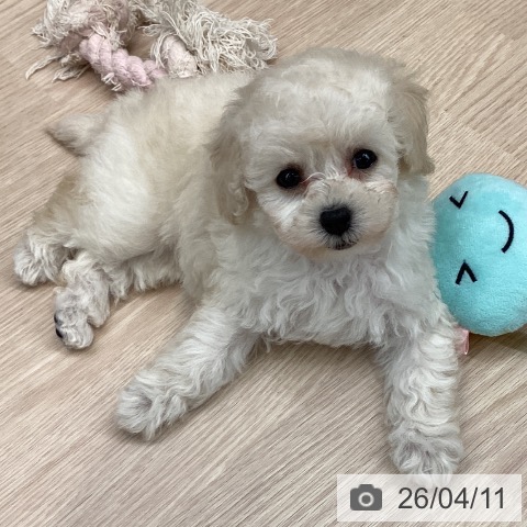 千葉県のトイプードル(トイ) (ペットプラス 幕張新都心店/2026年2月5日生まれ/女の子/ホワイト)の子犬の3枚目の画像