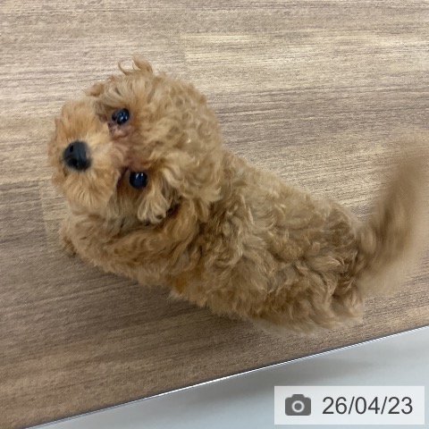 トイ・プードルの写真