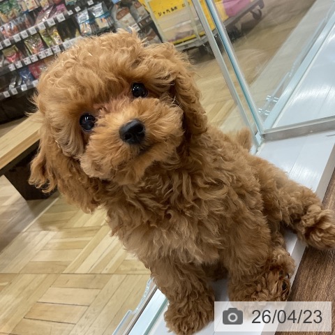 千葉県のトイプードル(トイ) (ペッツワン 千葉ニュータウン店/2026年2月8日生まれ/男の子/レッド)の子犬の3枚目の画像