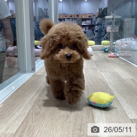 千葉県のトイプードル(トイ) (ペットプラス 木更津店/2026年2月8日生まれ/男の子/レッド)の子犬の4枚目の画像