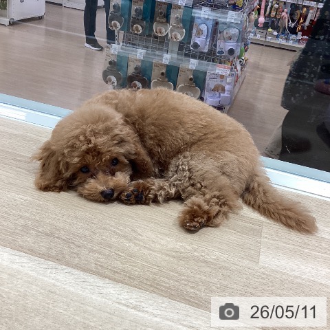 千葉県のトイプードル(トイ) (ペットプラス 木更津店/2026年2月8日生まれ/男の子/レッド)の子犬の3枚目の画像