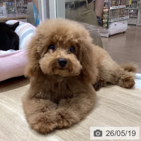 千葉県のトイプードル(トイ) (ペットプラス 木更津店/2026年2月8日生まれ/男の子/レッド)の子犬の3枚目の画像