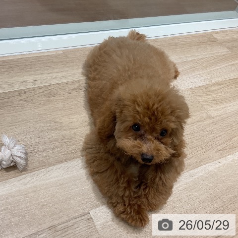千葉県のトイプードル(トイ) (ペットプラス 木更津店/2026年2月8日生まれ/男の子/レッド)の子犬の3枚目の画像