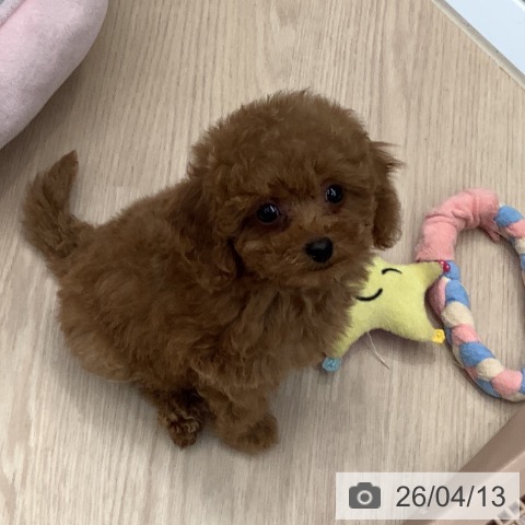 トイ・プードルの写真