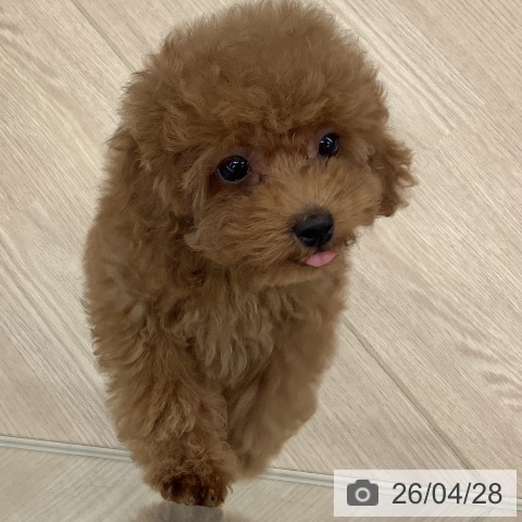 埼玉県のトイプードル(トイ) (ペットプラス 川口店/2026年2月8日生まれ/女の子/レッド)の子犬の3枚目の画像