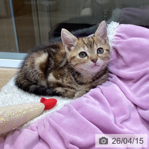 東京都のアメリカンショートヘアー (ペットプラス むさし村山店/2026年2月6日生まれ/女の子/ブラウンパッチドタビー)の子猫の3枚目の画像