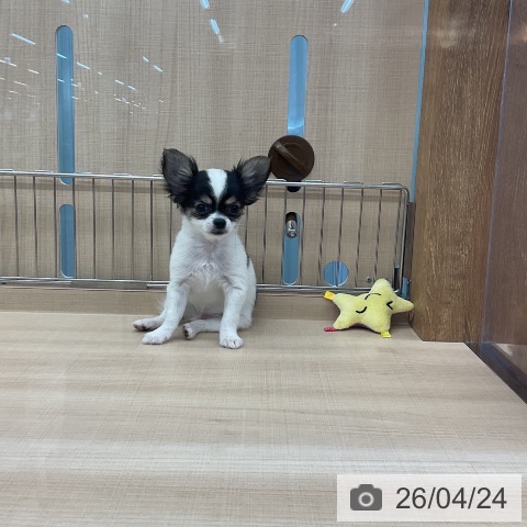 埼玉県のチワワ(ロング) (ペッツワン 浦和美園店/2026年2月10日生まれ/男の子/ホワイトブラックタン)の子犬の3枚目の画像