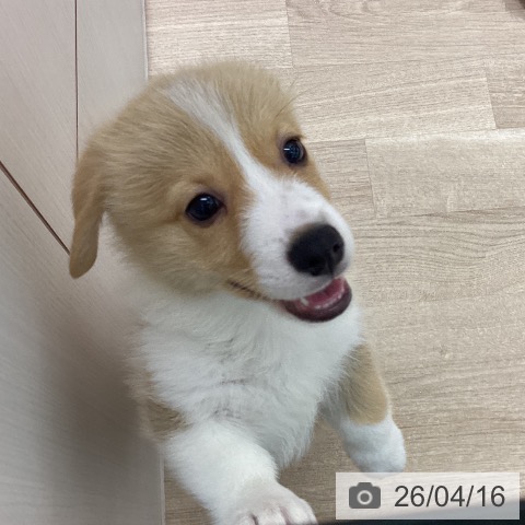 宮城県のウェルシュコーギーペンブローク (ペットプラス 仙台上杉店/2026年2月10日生まれ/男の子/レッドホワイト)の子犬の4枚目の画像