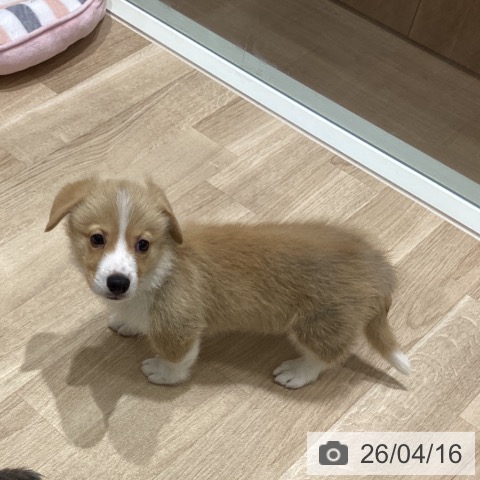 宮城県のウェルシュコーギーペンブローク (ペットプラス 仙台上杉店/2026年2月10日生まれ/男の子/レッドホワイト)の子犬の3枚目の画像