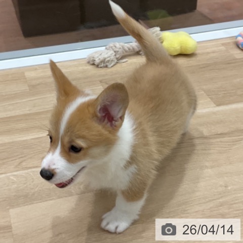 ウェルシュ・コーギー・ペンブロークの写真