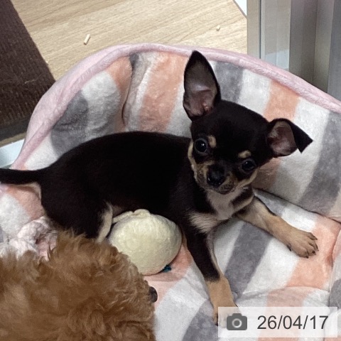 東京都のチワワ(ロング) (ペットプラス 立川高島屋S.C.店/2026年2月12日生まれ/女の子/ブラックタン)の子犬の4枚目の画像