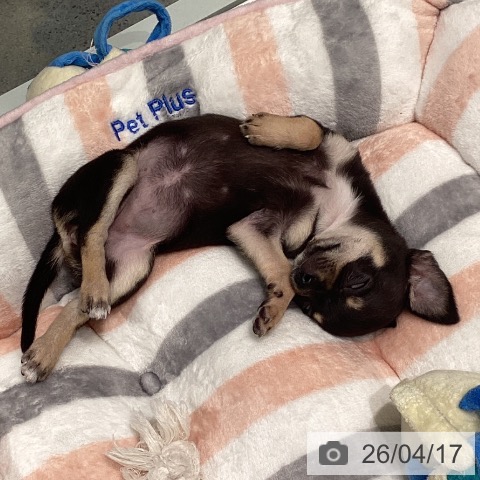 東京都のチワワ(ロング) (ペットプラス 立川高島屋S.C.店/2026年2月12日生まれ/女の子/ブラックタン)の子犬の3枚目の画像