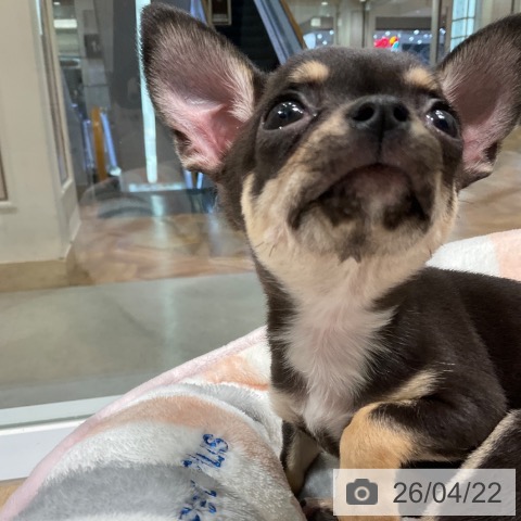 東京都のチワワ(ロング) (ペットプラス 立川高島屋S.C.店/2026年2月12日生まれ/女の子/ブラックタン)の子犬の4枚目の画像