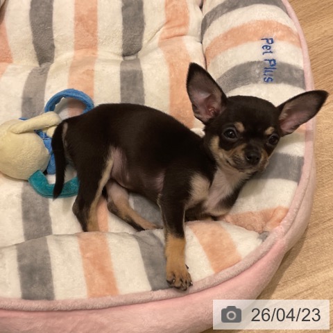 東京都のチワワ(ロング) (ペットプラス 立川高島屋S.C.店/2026年2月12日生まれ/女の子/ブラックタン)の子犬の3枚目の画像