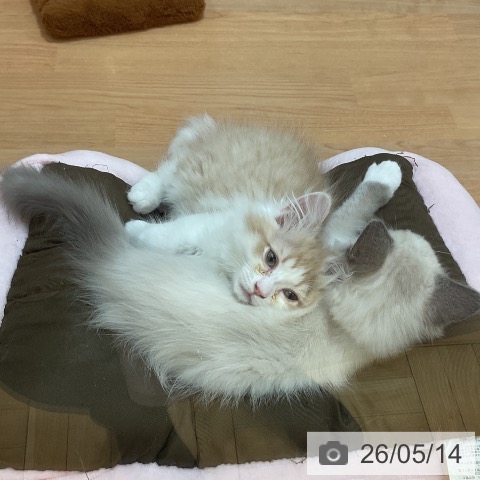ラガマフィンの写真