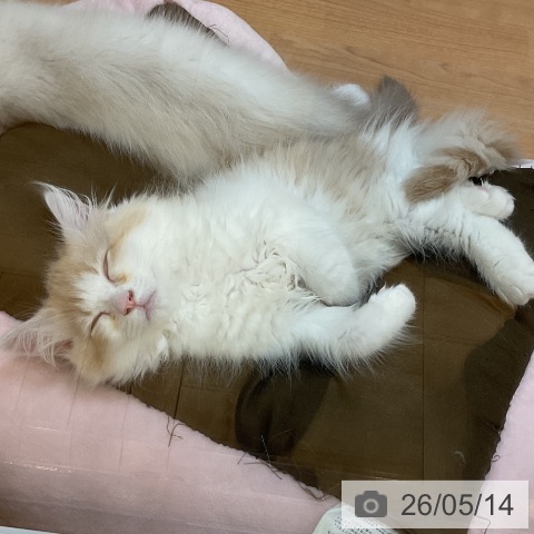 ラガマフィンの写真