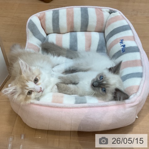 ラガマフィンの写真