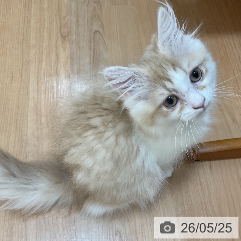 ラガマフィンの写真