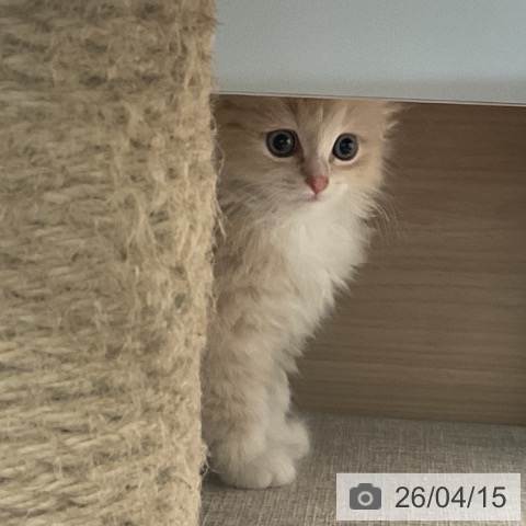 ラガマフィンの写真