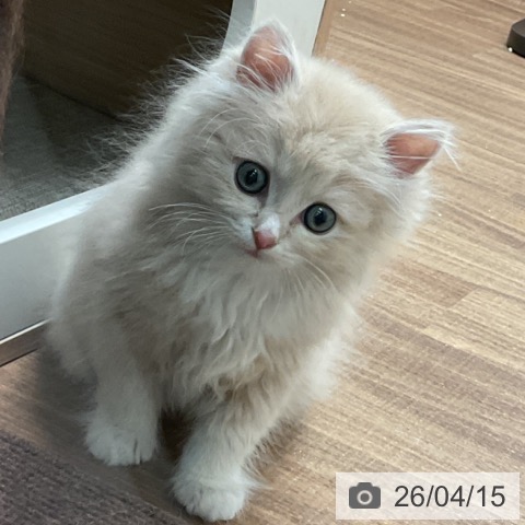 ラガマフィンの写真