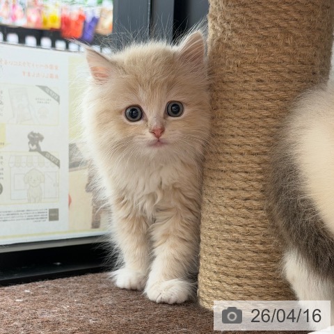 ラガマフィンの写真