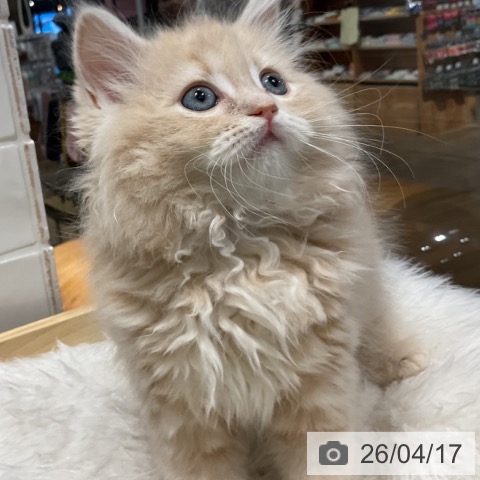 ラガマフィンの写真