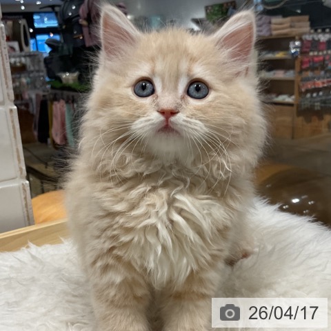 ラガマフィンの写真