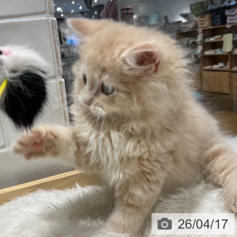 ラガマフィンの写真