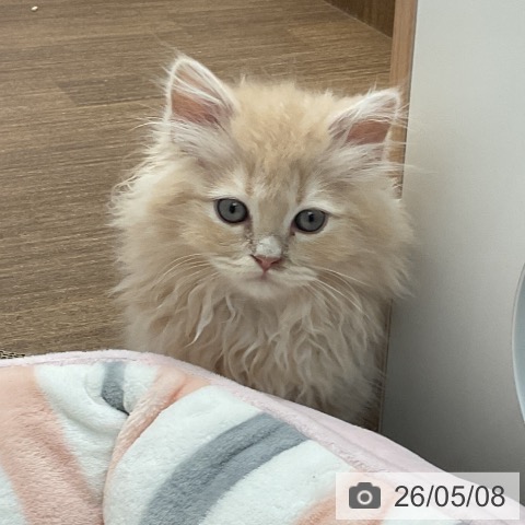 神奈川県のラガマフィン (ペッツワン 小田原店/2026年2月11日生まれ/女の子/クリームタビー)の子猫の3枚目の画像