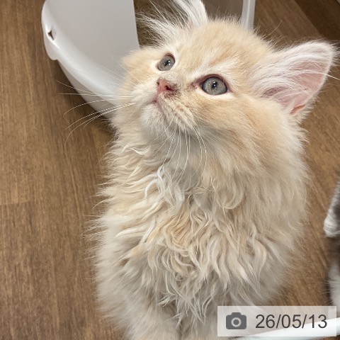 神奈川県のラガマフィン (ペッツワン 小田原店/2026年2月11日生まれ/女の子/クリームタビー)の子猫の3枚目の画像