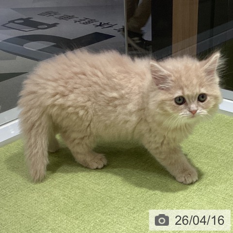 ラガマフィンの写真