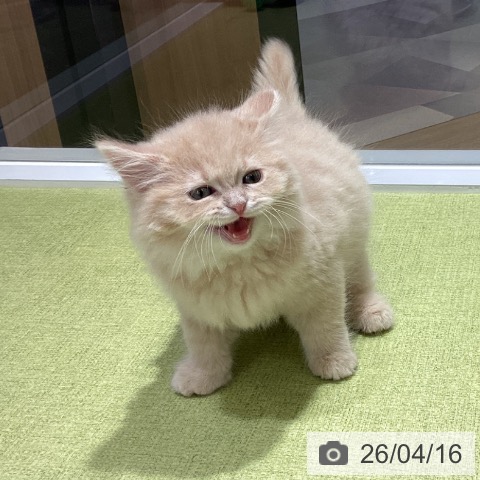 ラガマフィンの写真