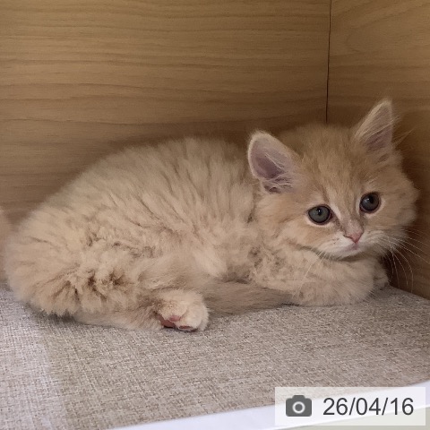 ラガマフィンの写真