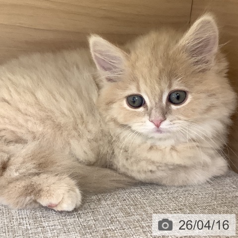 ラガマフィンの写真