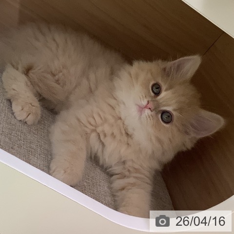 ラガマフィンの写真