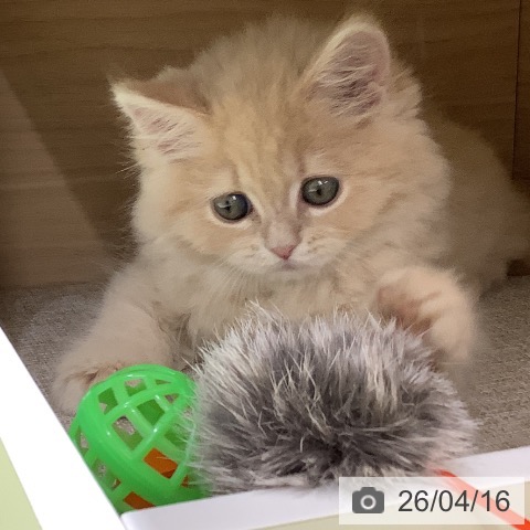 ラガマフィンの写真