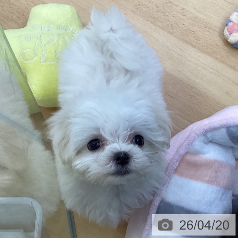 マルチーズの写真