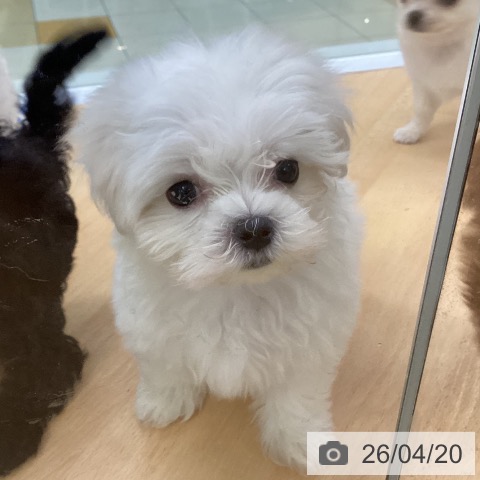 マルチーズの写真