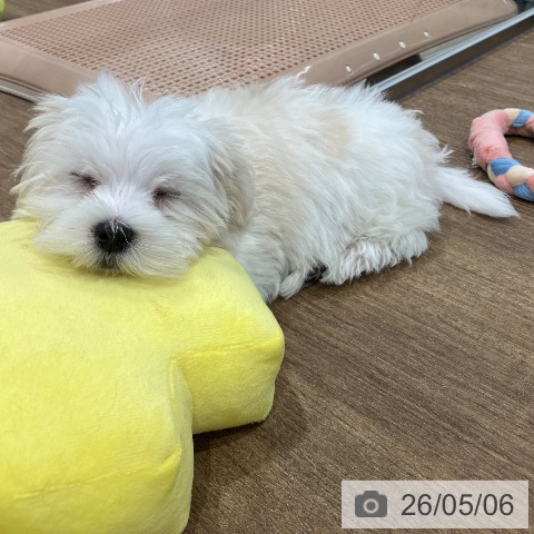 神奈川県のマルチーズ (ペッツワン 小田原店/2026年2月13日生まれ/女の子/ホワイト)の子犬の4枚目の画像
