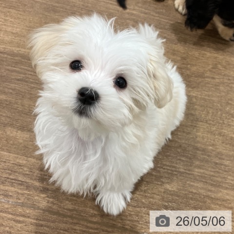 神奈川県のマルチーズ (ペッツワン 小田原店/2026年2月13日生まれ/女の子/ホワイト)の子犬の3枚目の画像