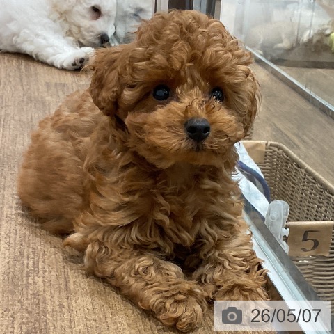 神奈川県のトイプードル(トイ) (ペッツワン 小田原店/2026年2月13日生まれ/男の子/レッド)の子犬の3枚目の画像