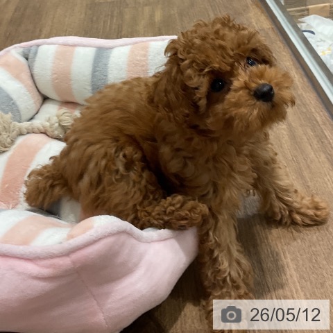 神奈川県のトイプードル(トイ) (ペッツワン 小田原店/2026年2月13日生まれ/男の子/レッド)の子犬の3枚目の画像